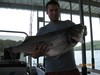 (06/14/2013) - Nice Striped Bass
