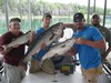 (06/15/2013) - Nice Striped Bass