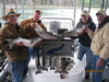 (05/19/2010) - Nice Striped Bass