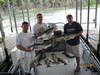 (05/31/2010) - Nice Striped Bass