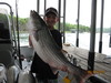 (06/12/2010) - Nice Striped Bass