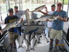 (06/14/2010) - Nice Striped Bass