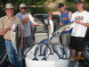 (06/16/2010) - Nice Striped Bass