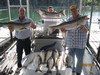 (07/25/2010) - Nice Striped Bass