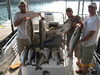 (08/13/2010) - Nice Striped Bass