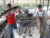 (09/14/2010) - Nice Striped Bass