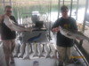 (09/15/2010) - Nice Striped Bass