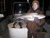 (11/26/2010) - Nice Striped Bass