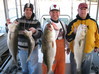 (11/28/2010) - Nice Striped Bass