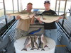 (03/20/2011) - Nice Striped Bass