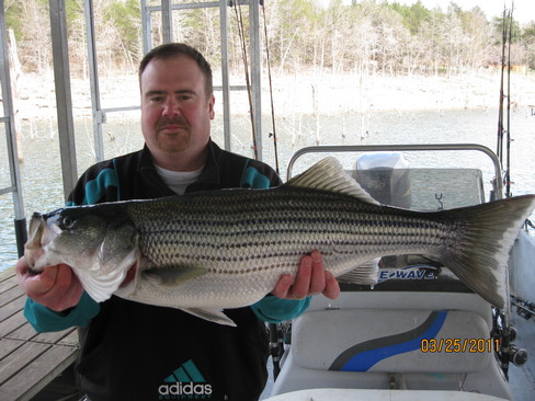 Nice Striped Bass