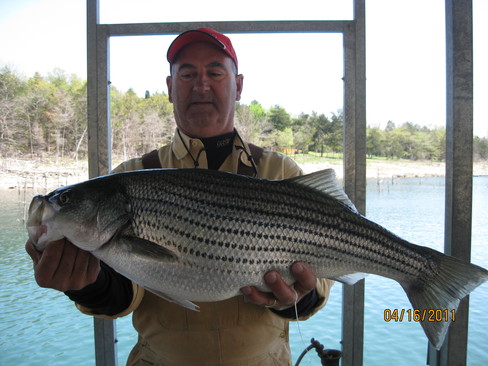 Nice Striped Bass