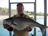 (04/16/2011) - Nice Striped Bass