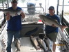 (07/06/2011) - Nice Striped Bass