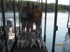 (07/30/2011) - Nice Striped Bass