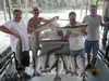 (07/30/2011) - Nice Striped Bass