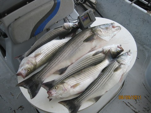 Nice Striped Bass