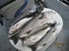 (08/09/2011) - Nice Striped Bass