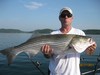 (08/21/2011) - Nice Striped Bass