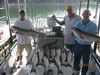 (08/21/2011) - Nice Striped Bass