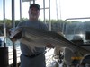 (08/25/2011) - Nice Striped Bass