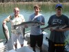 (08/27/2011) - Nice Striped Bass
