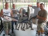 (09/03/2011) - Nice Striped Bass