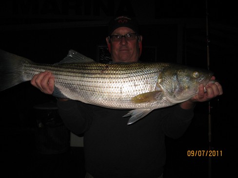 Nice Striped Bass