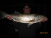 (09/07/2011) - Nice Striped Bass