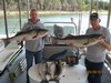(09/08/2011) - Nice Striped Bass