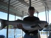 (10/01/2011) - Nice Striped Bass