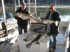 (10/02/2011) - Nice Striped Bass