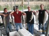 (10/10/2011) - Nice Striped Bass