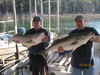(10/24/2011) - Nice Striped Bass