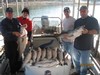 (10/24/2011) - Nice Striped Bass