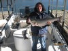 (12/17/2011) - Nice Striped Bass