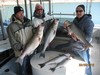(03/03/2012) - Nice Striped Bass