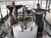 (03/23/2012) - Nice Striped Bass