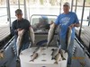 (03/30/2012) - Nice Striped Bass