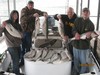 (04/20/2012) - Nice Striped Bass