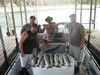 (05/05/2012) - Nice Striped Bass