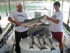 (05/27/2012) - Nice Striped Bass