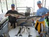 (05/27/2012) - Nice Striped Bass