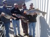 (03/07/2015) - Nice Striped Bass