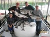 (05/31/2012) - Nice Striped Bass
