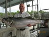 (06/11/2012) - Nice Striped Bass