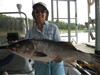 (06/11/2012) - Nice Striped Bass