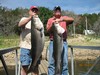 (06/14/2012) - Nice Striped Bass