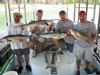 (06/16/2012) - Nice Striped Bass
