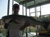 (07/08/2012) - Nice Striped Bass